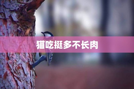 貓吃挺多不長肉