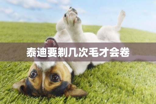 泰迪要剃幾次毛才會卷
