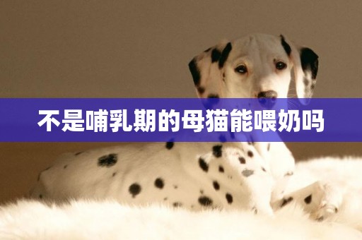 不是哺乳期的母貓能喂奶嗎