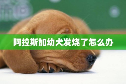 阿拉斯加幼犬發燒了怎么辦