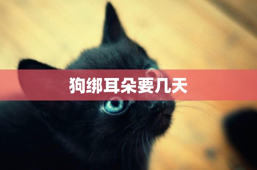 狗綁耳朵要幾天