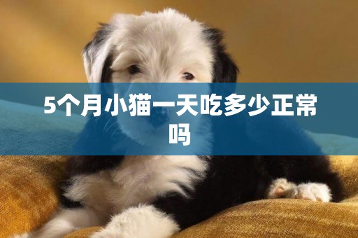 5個月小貓一天吃多少正常嗎