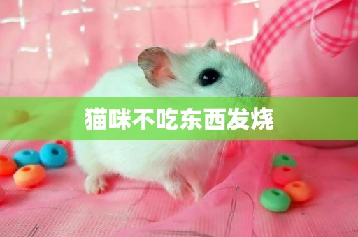 貓咪不吃東西發燒