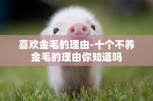 喜歡金毛的理由-十個不養金毛的理由你知道嗎