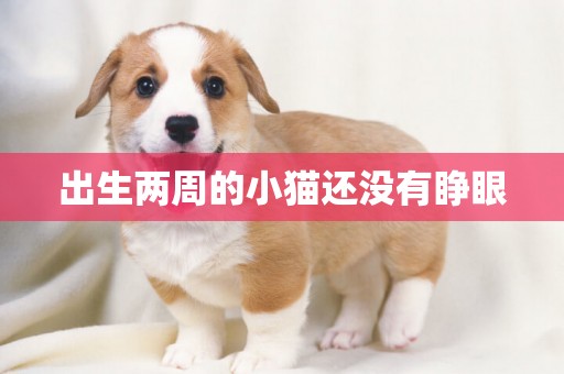 出生兩周的小貓還沒有睜眼