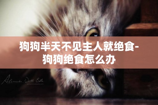 狗狗半天不見主人就絕食-狗狗絕食怎么辦