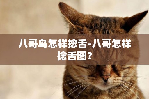 八哥鳥怎樣捻舌-八哥怎樣捻舌圖？