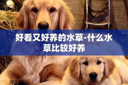 好看又好養的水草-什么水草比較好養