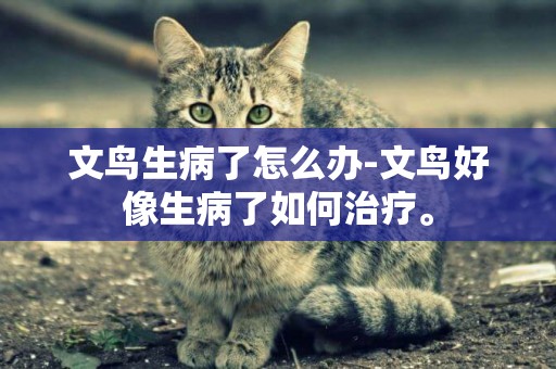 文鳥生病了怎么辦-文鳥好像生病了如何治療。