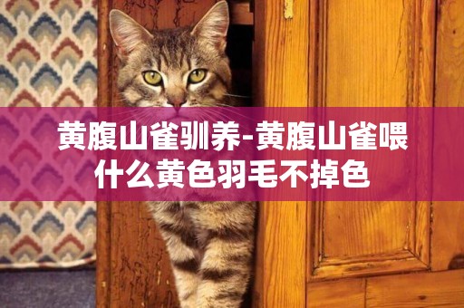 黃腹山雀馴養-黃腹山雀喂什么黃色羽毛不掉色