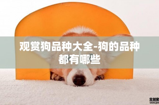 觀賞狗品種大全-狗的品種都有哪些