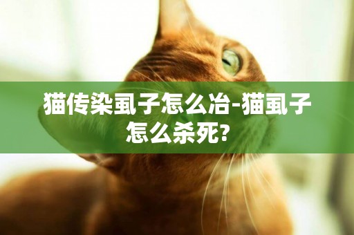 貓傳染虱子怎么冶-貓虱子怎么殺死?