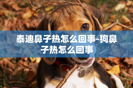 泰迪鼻子熱怎么回事-狗鼻子熱怎么回事