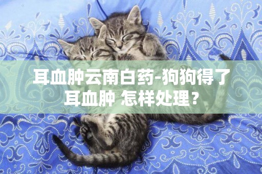 耳血腫云南白藥-狗狗得了耳血腫 怎樣處理？