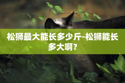松獅最大能長多少斤-松獅能長多大啊？
