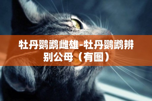 牡丹鸚鵡雌雄-牡丹鸚鵡辨別公母（有圖）