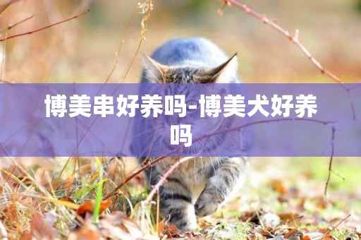 博美串好養嗎-博美犬好養嗎