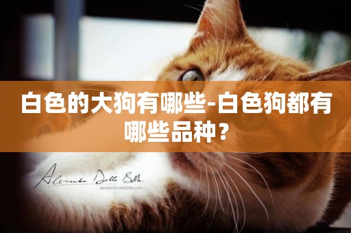 白色的大狗有哪些-白色狗都有哪些品種？