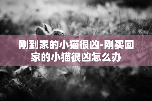剛到家的小貓很兇-剛買回家的小貓很兇怎么辦