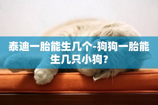 泰迪一胎能生幾個-狗狗一胎能生幾只小狗？