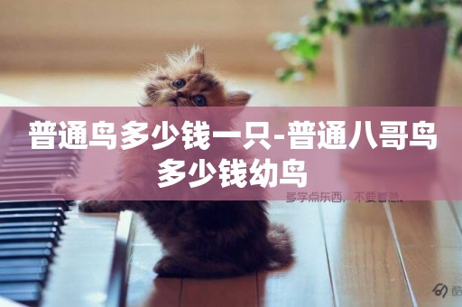 普通鳥多少錢一只-普通八哥鳥多少錢幼鳥