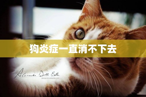 狗炎癥一直消不下去