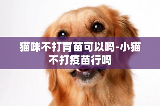貓咪不打育苗可以嗎-小貓不打疫苗行嗎