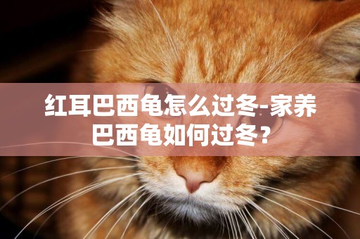 紅耳巴西龜怎么過冬-家養巴西龜如何過冬？