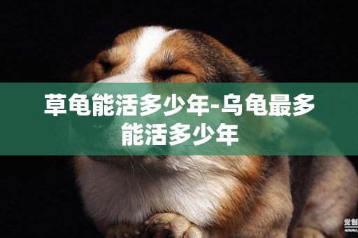 草龜能活多少年-烏龜最多能活多少年