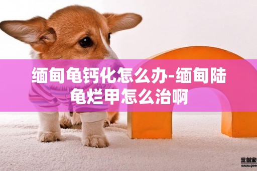 緬甸龜鈣化怎么辦-緬甸陸龜爛甲怎么治啊