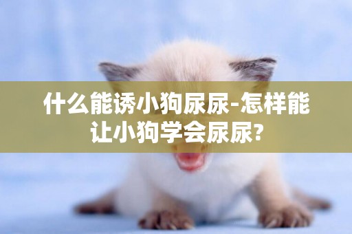 什么能誘小狗尿尿-怎樣能讓小狗學會尿尿?