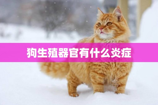 狗生殖器官有什么炎癥