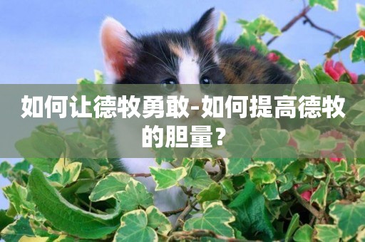 如何讓德牧勇敢-如何提高德牧的膽量？