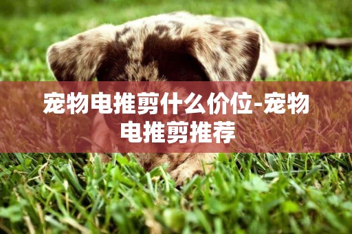 寵物電推剪什么價位-寵物電推剪推薦