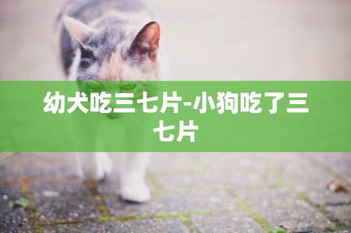幼犬吃三七片-小狗吃了三七片