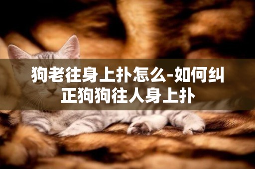 狗老往身上撲怎么-如何糾正狗狗往人身上撲