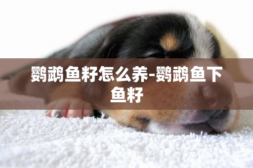 鸚鵡魚籽怎么養-鸚鵡魚下魚籽