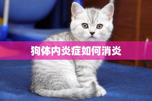 狗體內炎癥如何消炎