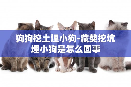 狗狗挖土埋小狗-藏獒挖坑埋小狗是怎么回事
