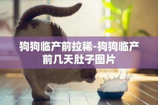 狗狗臨產前拉稀-狗狗臨產前幾天肚子圖片