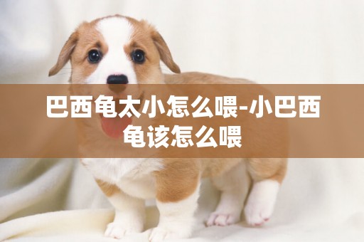 巴西龜太小怎么喂-小巴西龜該怎么喂
