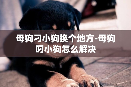 母狗刁小狗換個地方-母狗叼小狗怎么解決