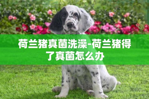 荷蘭豬真菌洗澡-荷蘭豬得了真菌怎么辦