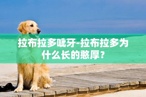 拉布拉多呲牙-拉布拉多為什么長的憨厚？
