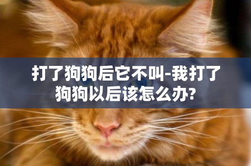打了狗狗后它不叫-我打了狗狗以后該怎么辦?