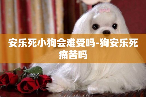 安樂死小狗會難受嗎-狗安樂死痛苦嗎