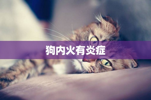 狗內火有炎癥