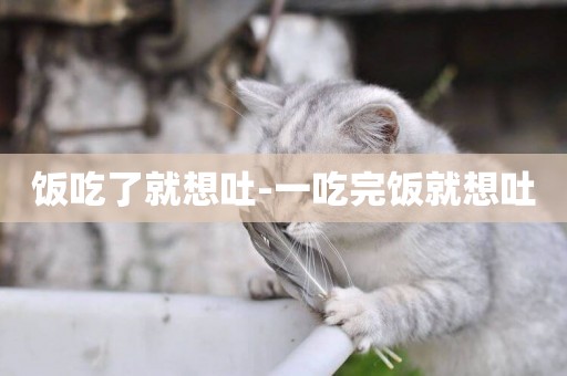 飯吃了就想吐-一吃完飯就想吐