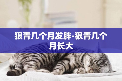 狼青幾個月發胖-狼青幾個月長大