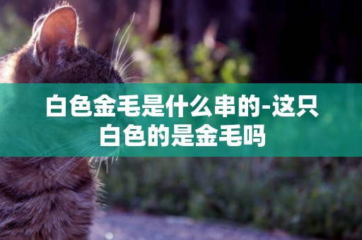 白色金毛是什么串的-這只白色的是金毛嗎